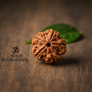 Original 5 Mukhi Rudraksha