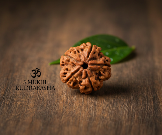 yiyrubv6oioui.png Original 5 Mukhi Rudraksha
